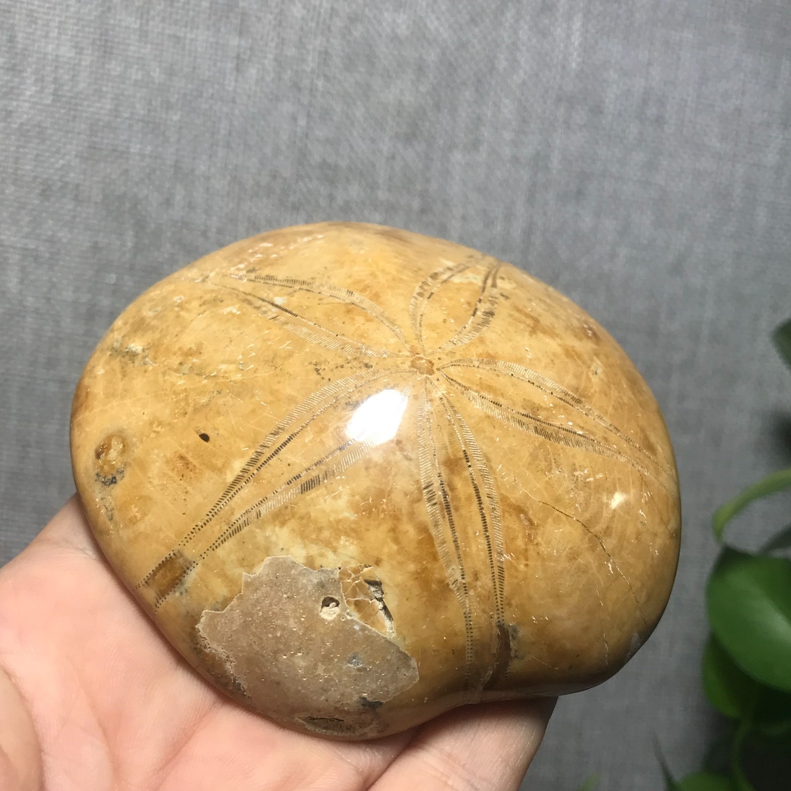 207g Starfish Crystal Specimen 16