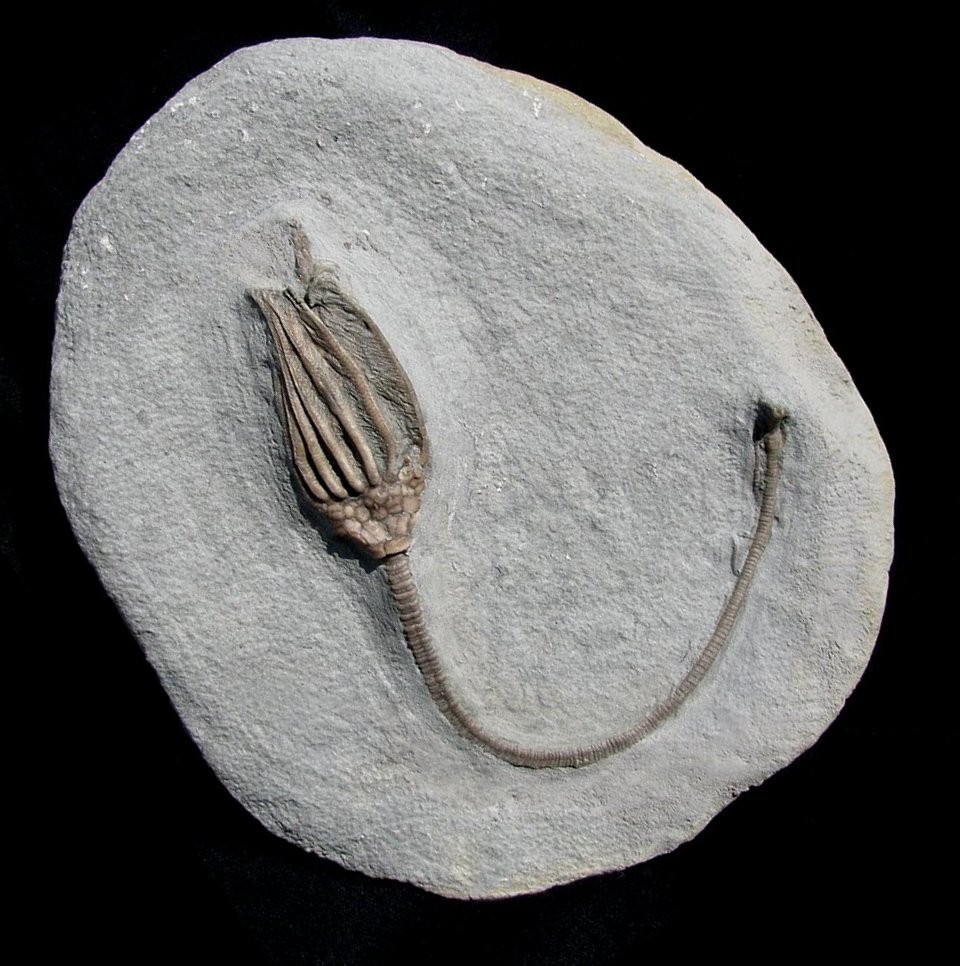 KILLER MACROCRINUS CRINOID FOSSIL W/ LONG STEM, ANAL TUBE, & ROOTLETS- BEAUTIFUL