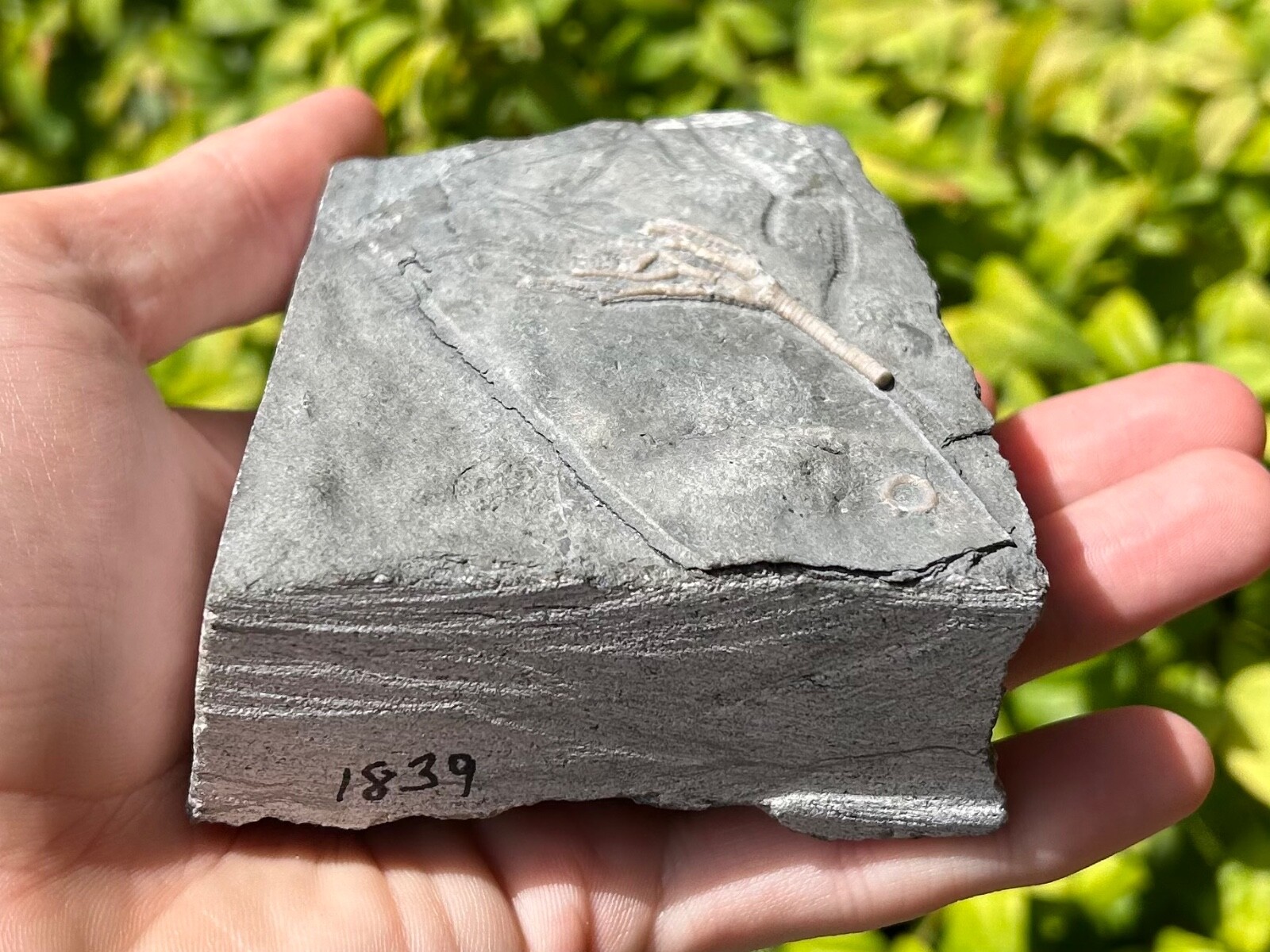 Canada Fossil Crinoid Cupulocrinus humilis NICE Ordovician Age Brechin Ontario