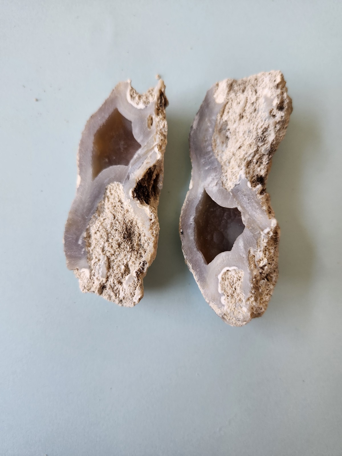 Florida Agatized Coral Fossil Pair, Unpolished Chalcedony Geode Fluorescent!