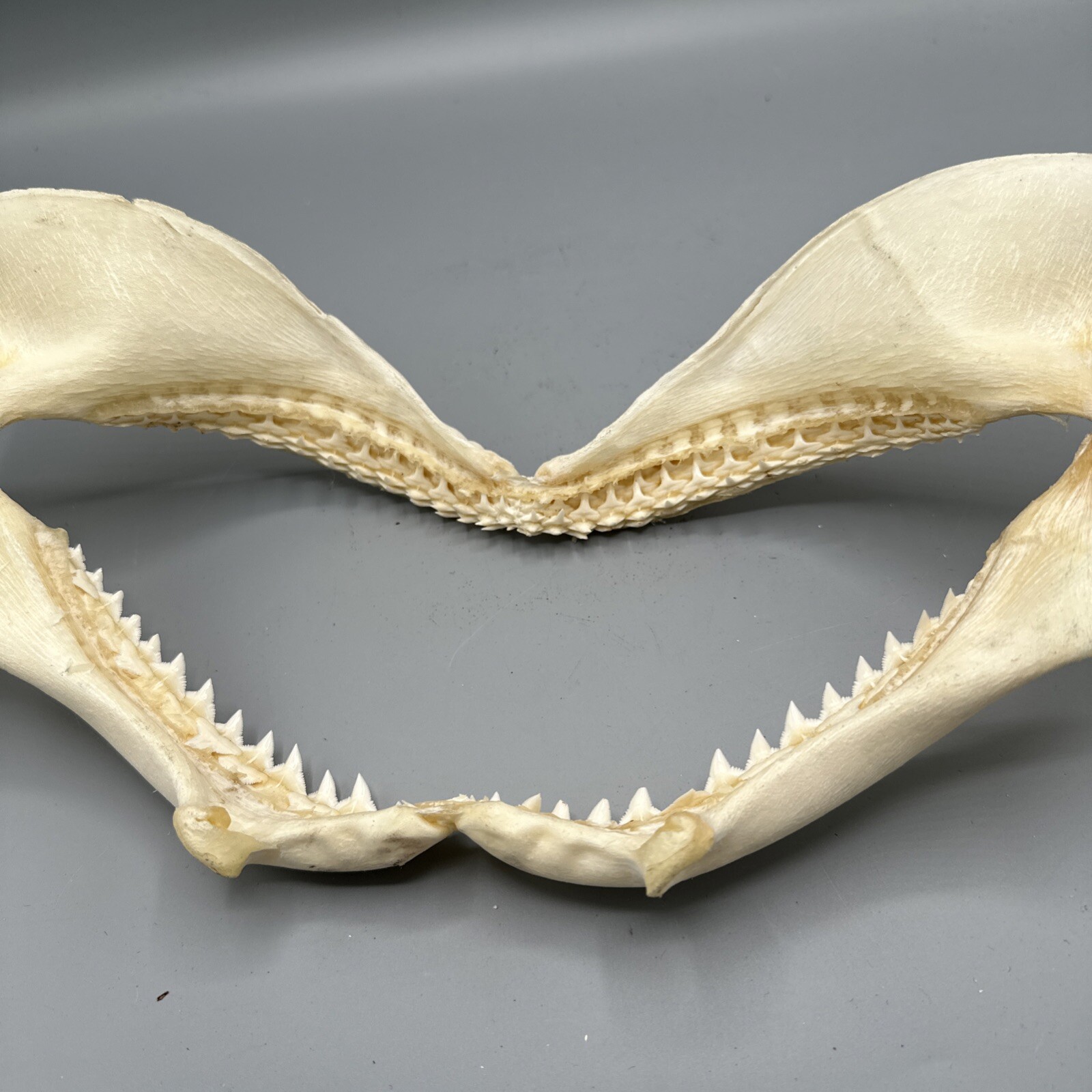 Large Shark Jaw Fossil 🦈