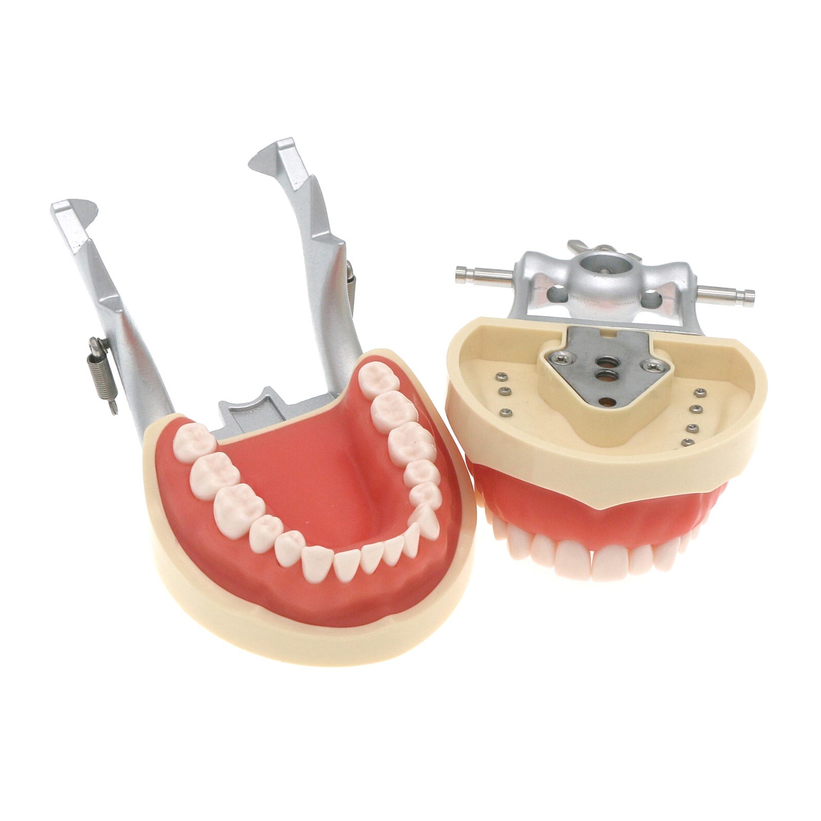 Kilgore Nissin 200/500 Dental Typodont Removable Screw-in Teeth Model Mount Pole