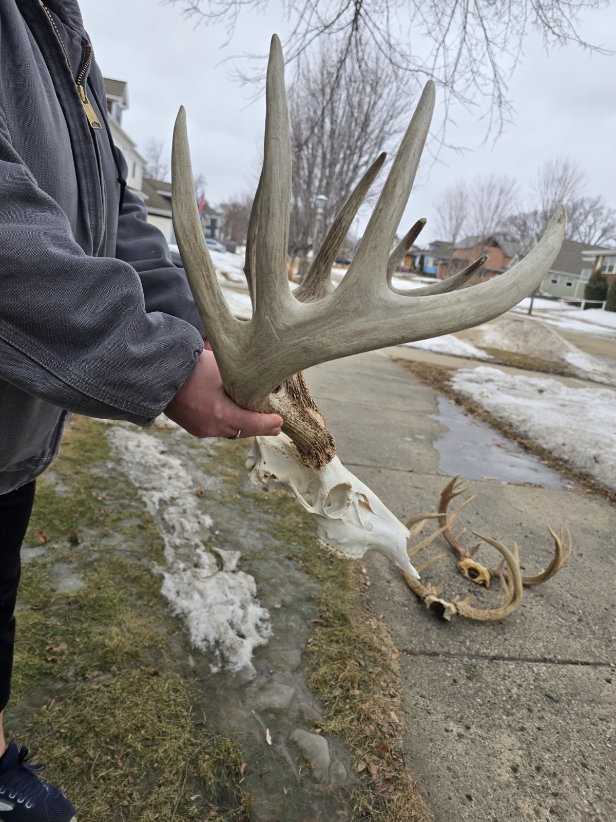 HUGE Wild 10pt 166" Whitetail Deer Skull European Decor Man Cave Taxidermy Buck