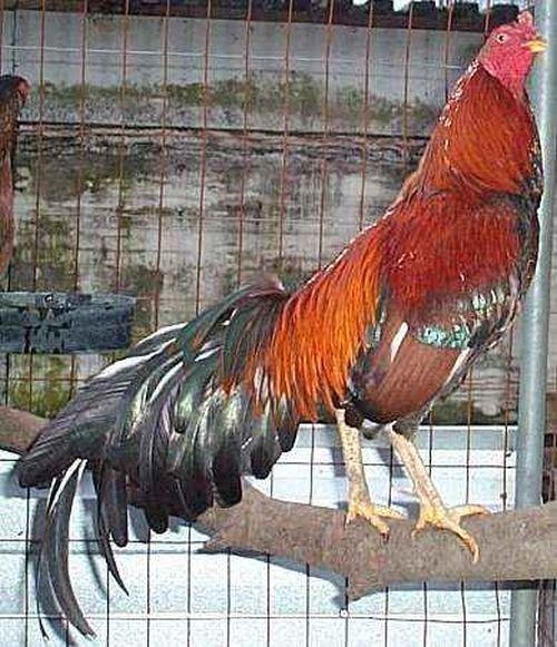 12 ASSORTED WAHL ASIL EGGS