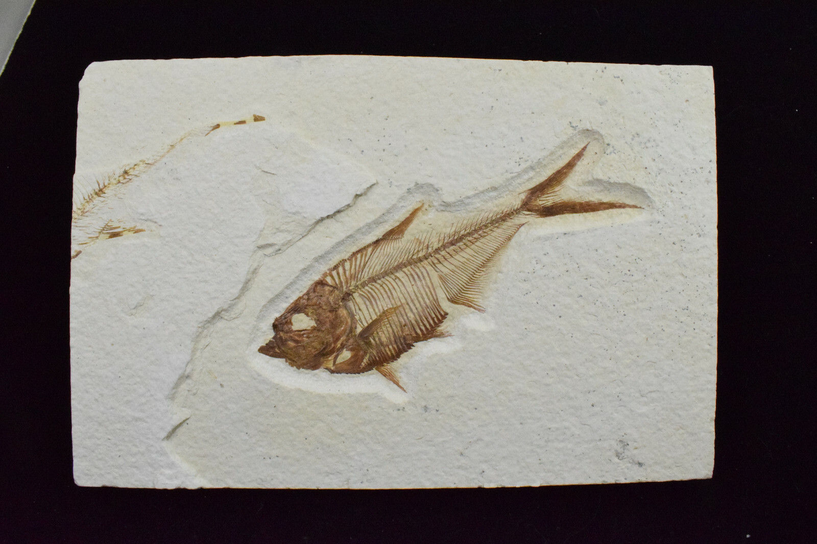 A Grade Diplomystus dentatus Fossil Fish Green River Formation Wyoming