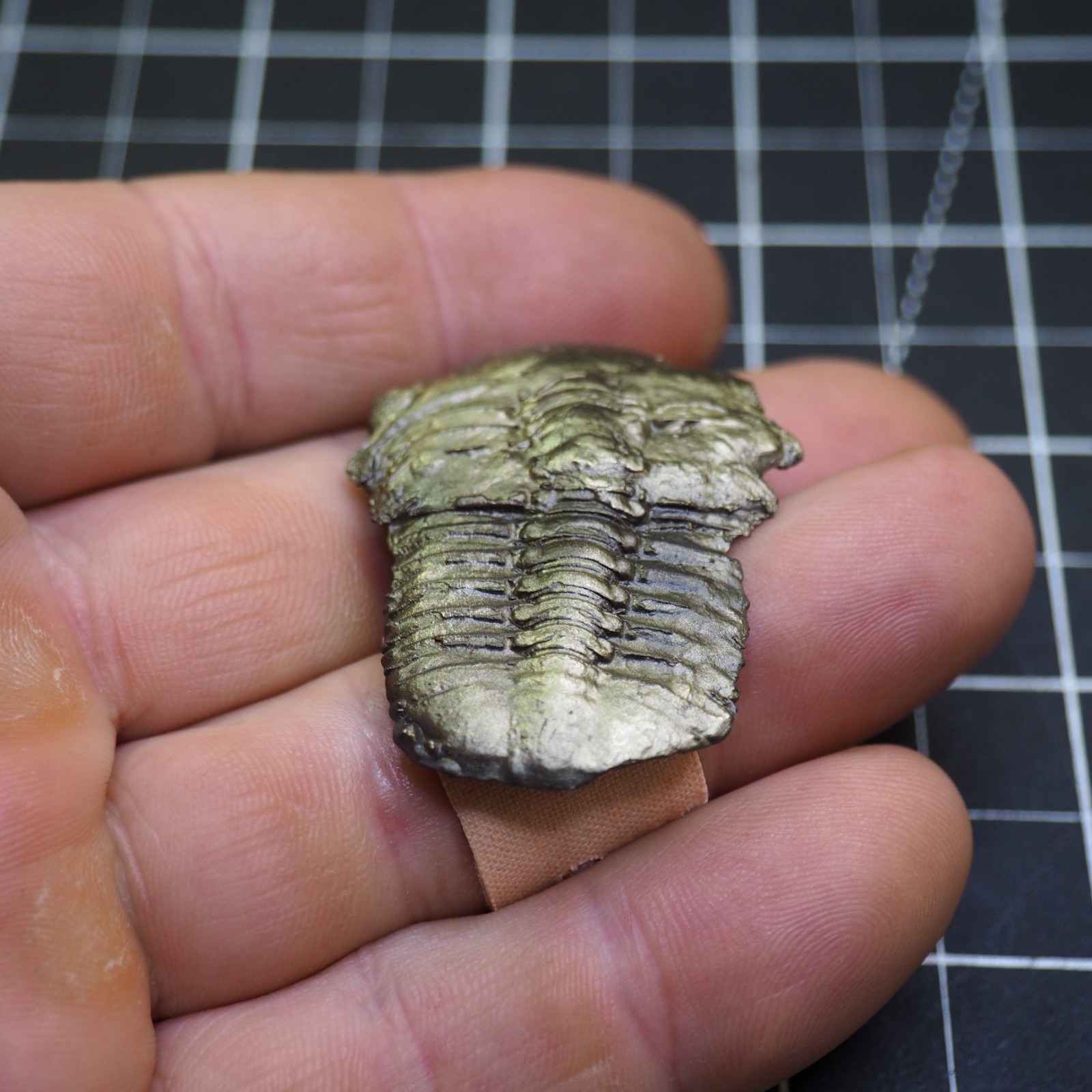 Chotecops ferdinandi Pyrite Trilobite Bundenbach Germany Fossil Devonian