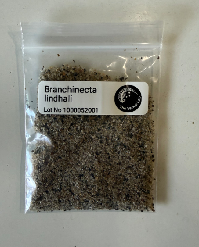 Fairy Shrimp Eggs: Branchinecta lindhali