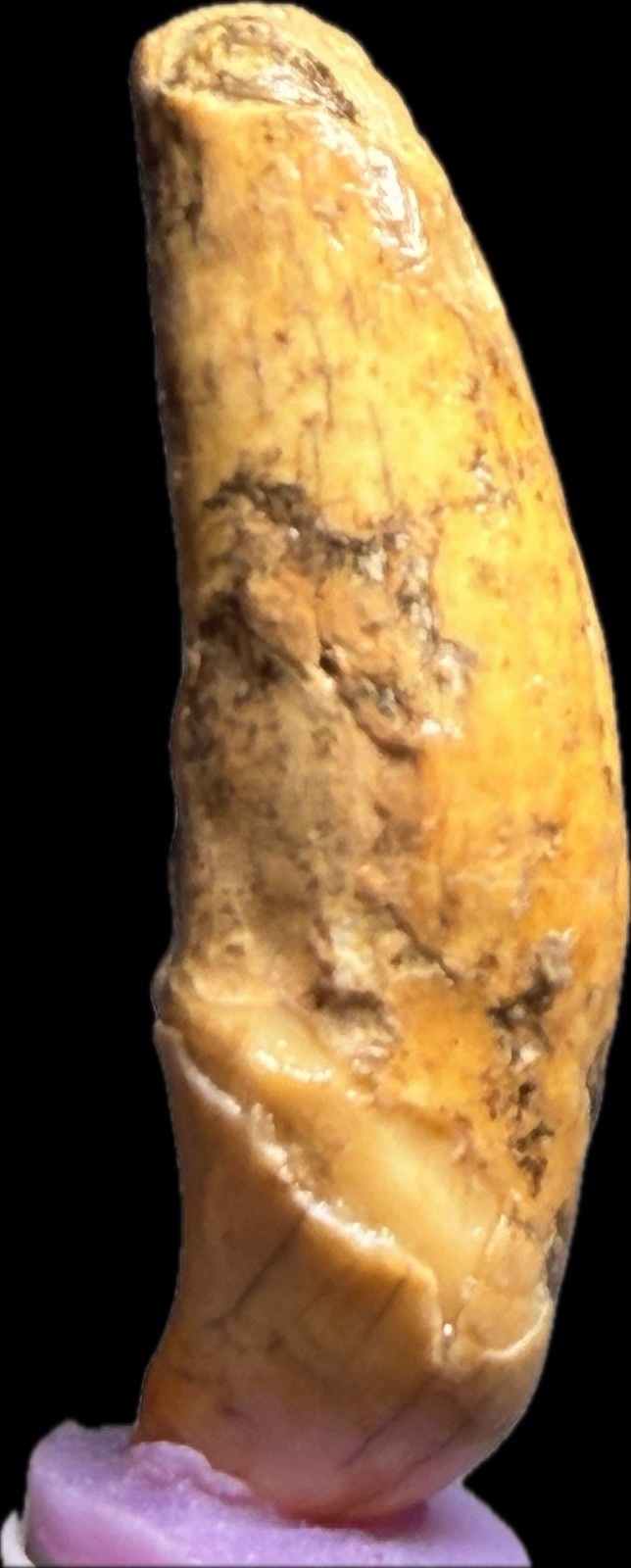 👀 Fantastic Rare Romanian Cave Bear Canine Tooth Fossil, Ursus Spelaeus ✨🔥