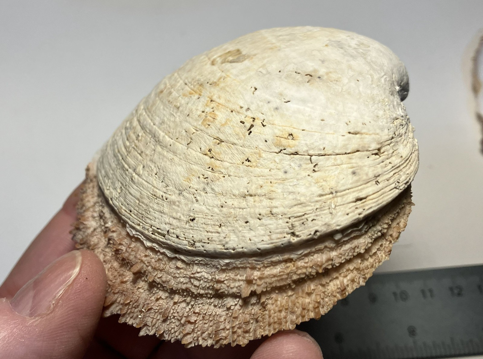 Crassedoma giganteum. Rock Scallop. Collected in SE Alaska. Attached to bivalve.