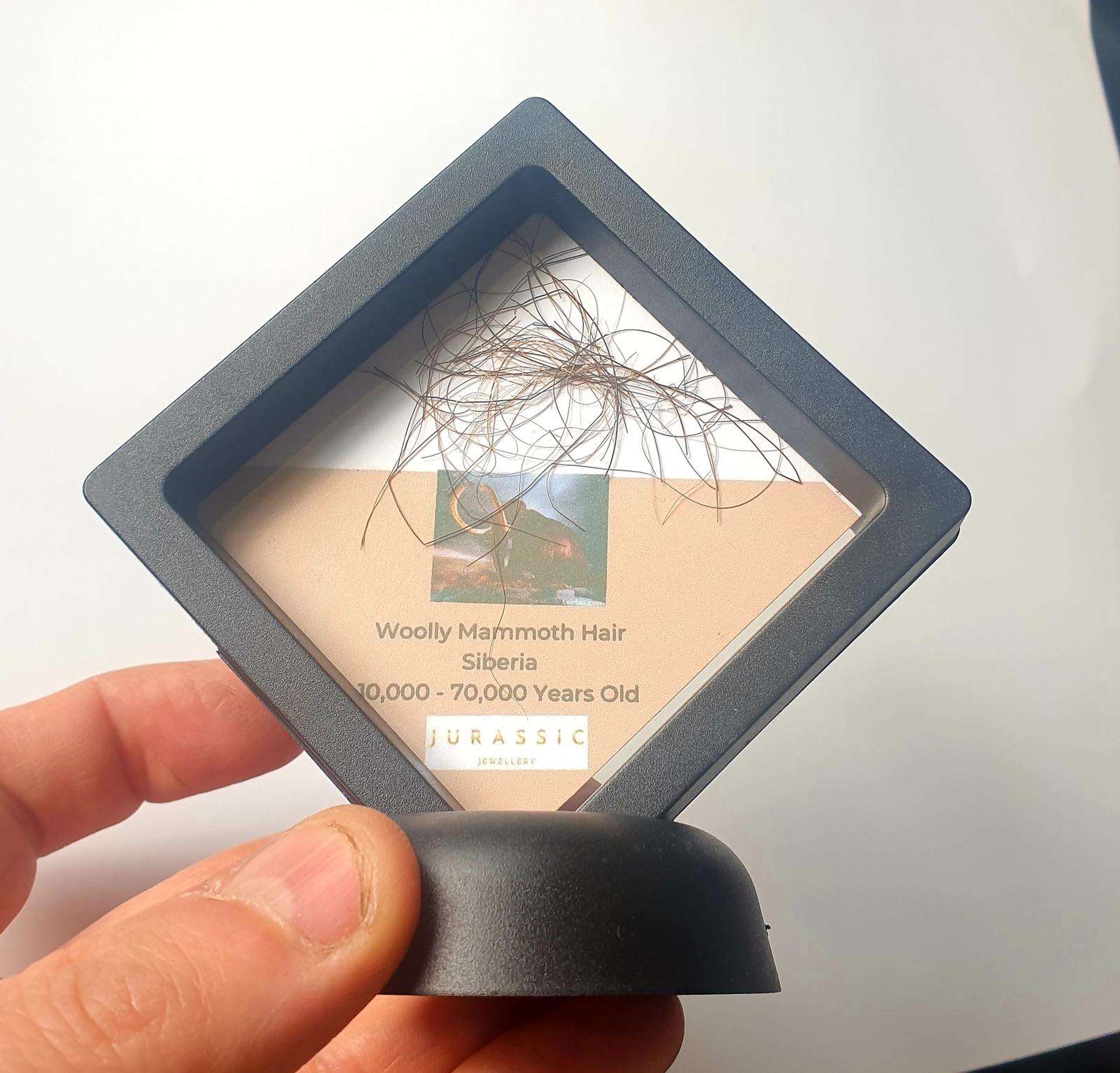 Woolly Mammoth Hair Display Frame - NEW STYLE FRAME