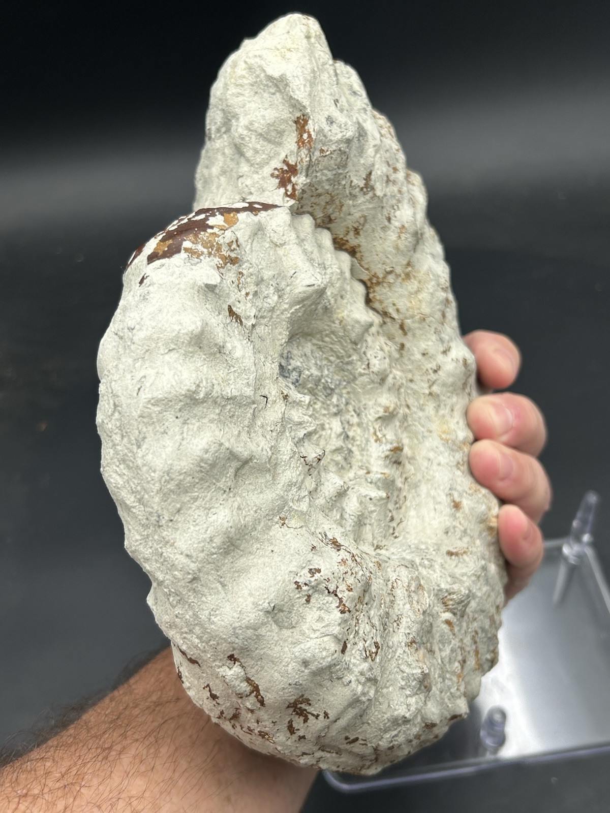 NICE 9.5” Dinosaur Age Mortoniceras Sp. Texas Fossil Ammonite! Both Sides Great!