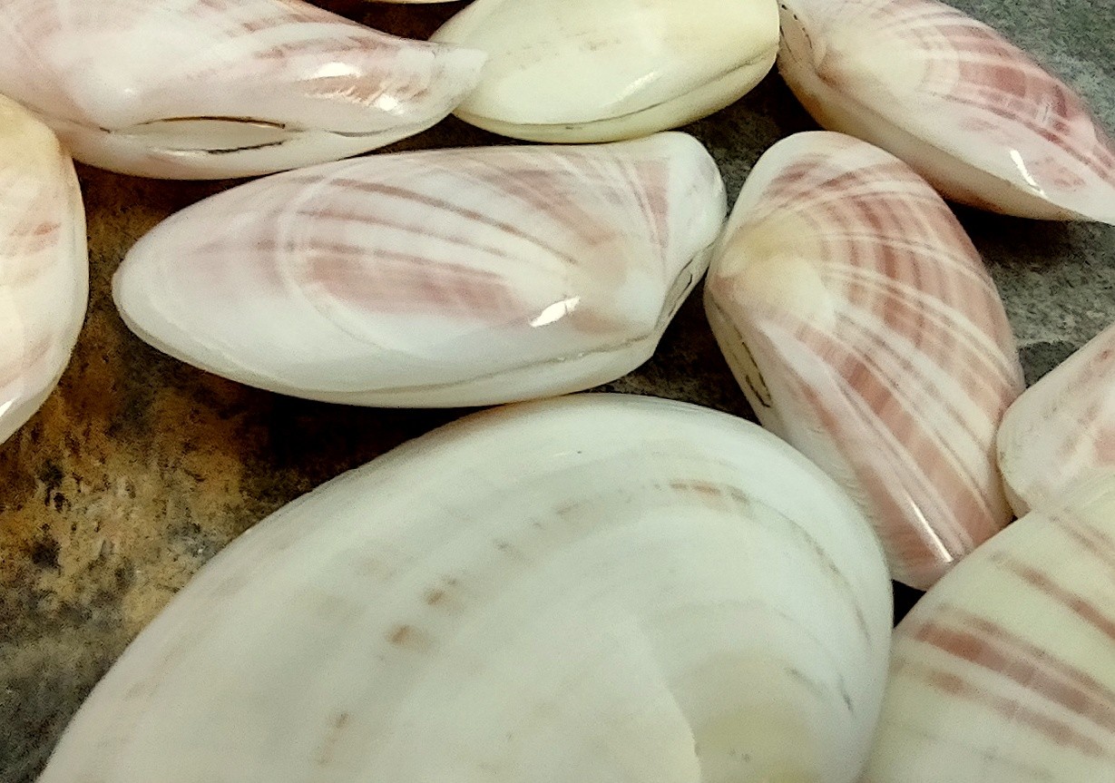 Sunrise Tellin Clam Seashells Polished (10 Pairs approx. 1.25+ inches)