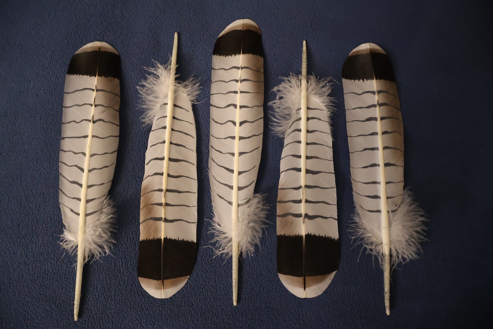 Native American-made the Revered White Tailed Hawk hand painted WhiteTailed Hawk