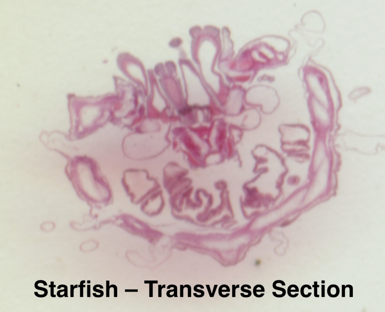 Embryology Microscope Slide Set 25 – aquatic, amphibian, chick, and mammal