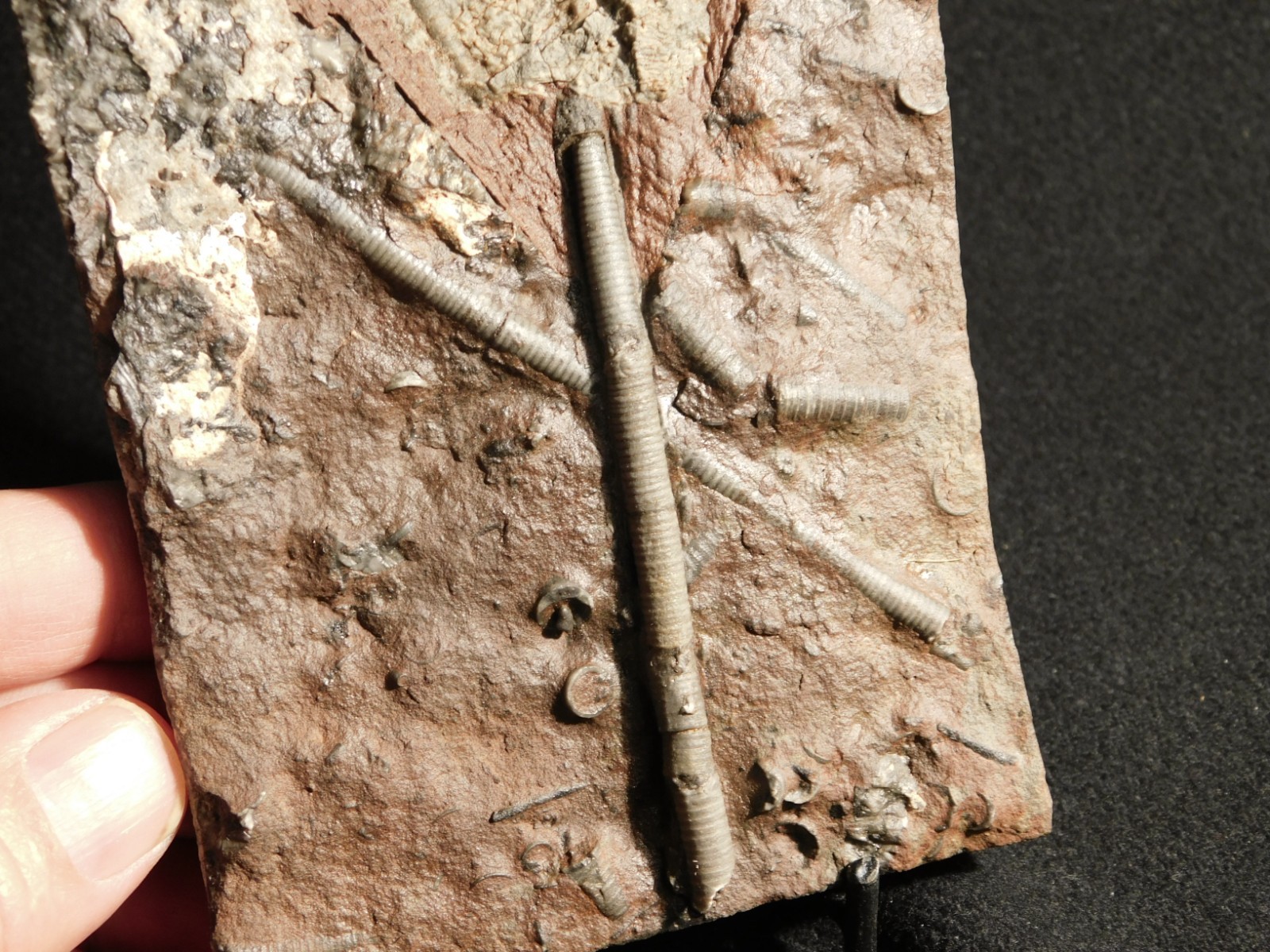 430 Million Year Old! CRINOID Fossil or Sea LILY Fossil Morocco 505gr