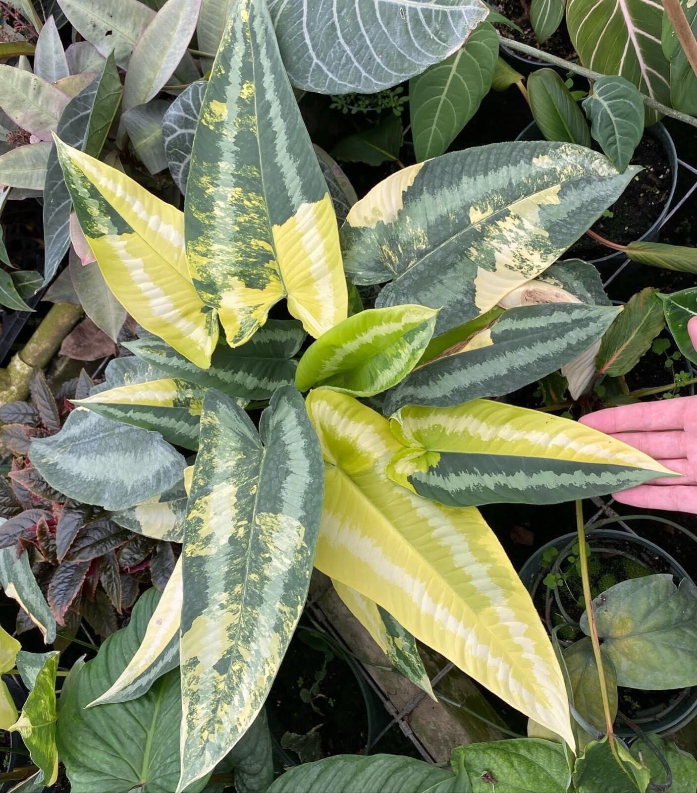 Premium "Gritty" Tree Fern Fiber (New Zealand) - Great for Tropicals