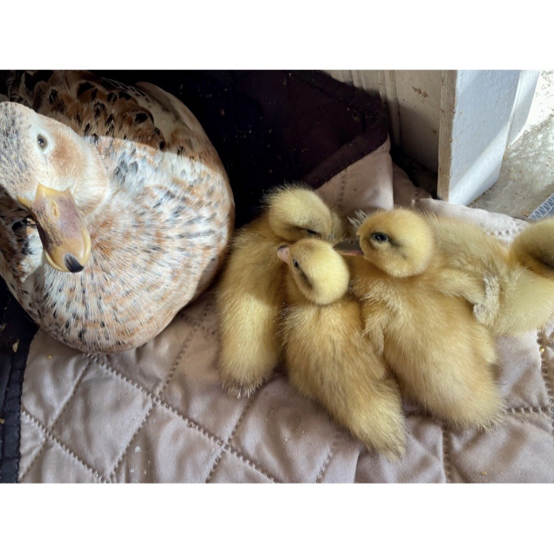 Snowy Call Duck Hatching Eggs- Qty 6 Pet Quality Fertile Call Duck Eggs