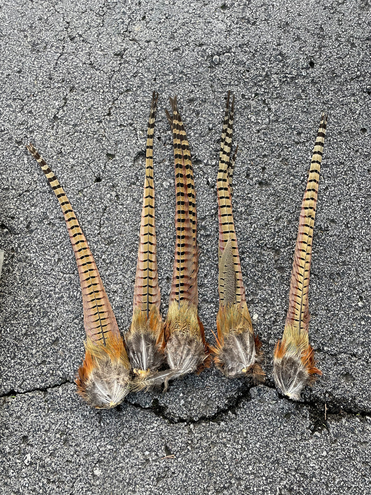 Taxidermy, {0ne} Beautiful RINGNECK PHEASANT Tail- Cabin/Hunting Lodge Fly-tying