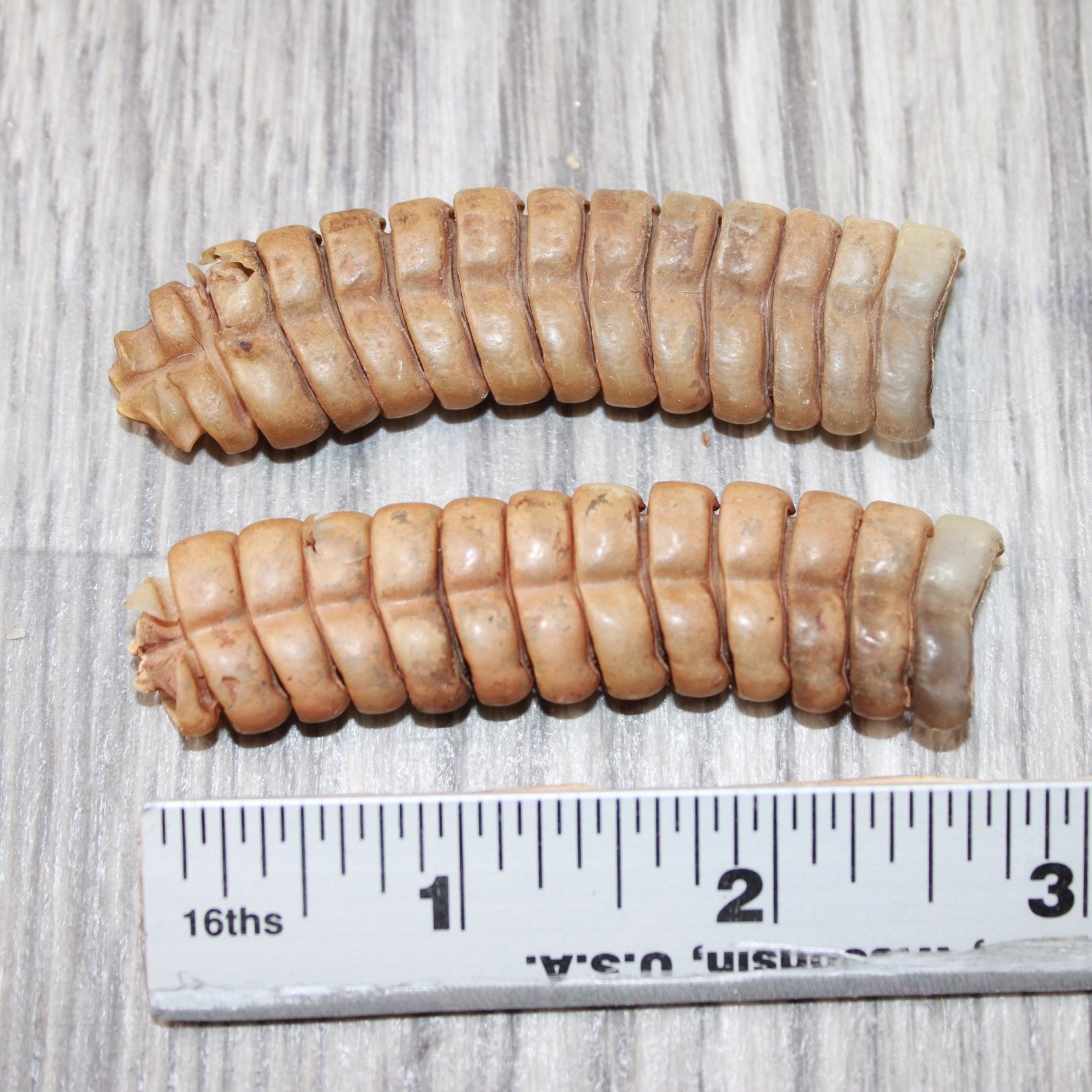 2 Extra Extra Large Rattlesnake Rattles #7863 Taxidermy Diamondback Sidewind