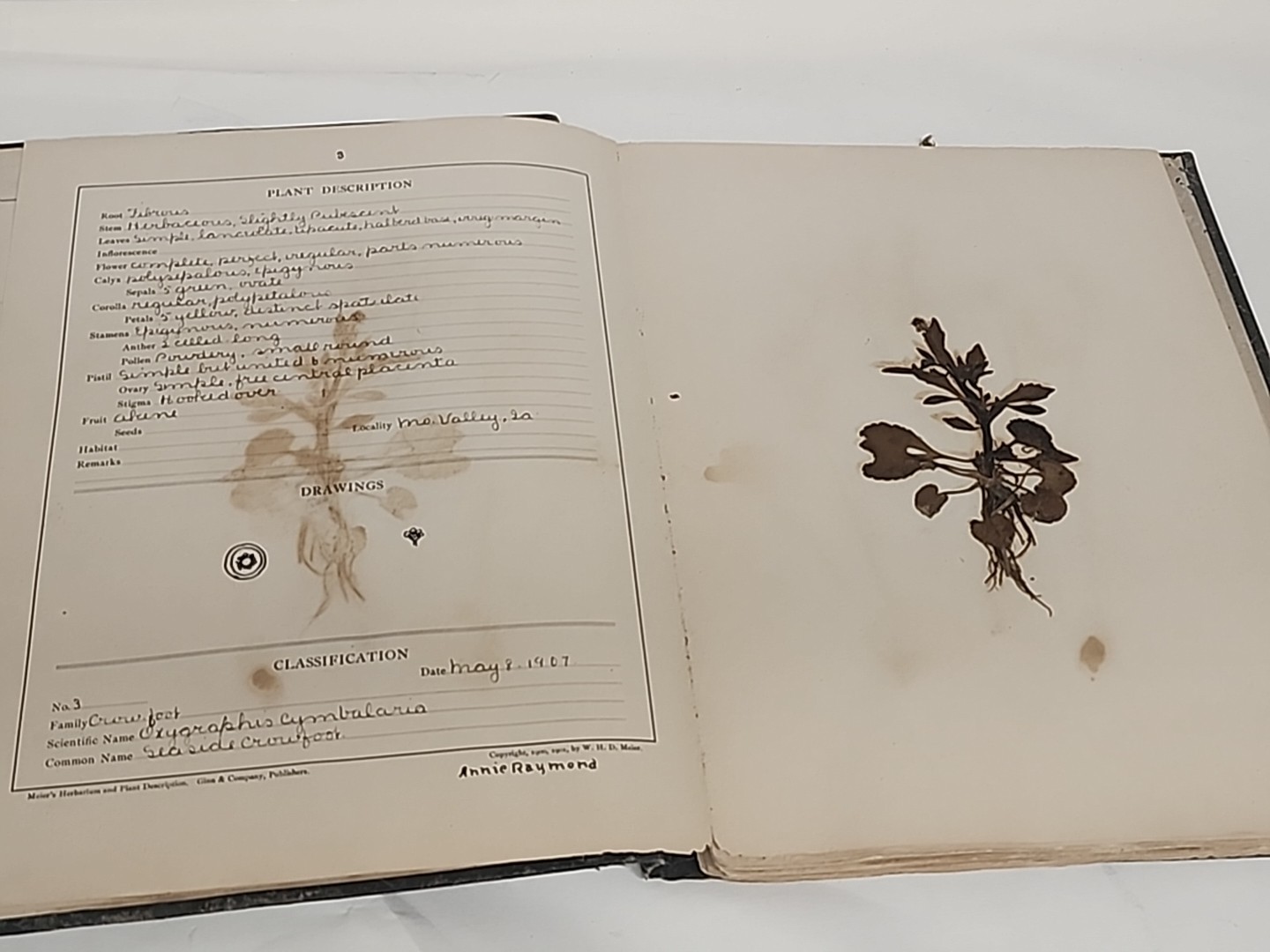 Antique HERBARIUM AND PLANT DESCRIPTIONS Meier Ginn And Company Complete 1907