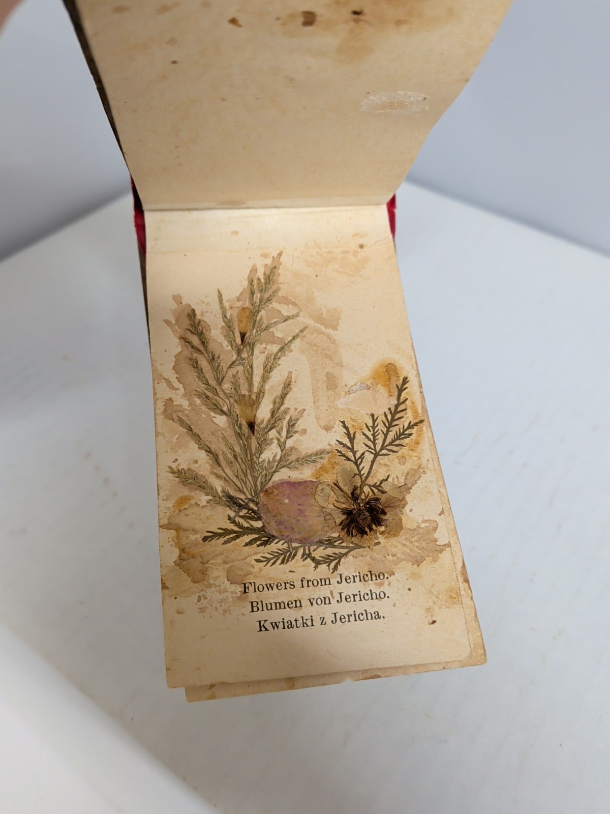 ANTIQUE Pressed Dried FLOWERS FROM ISRAEL Book OLIVE WOOD CARVED COVERS C4