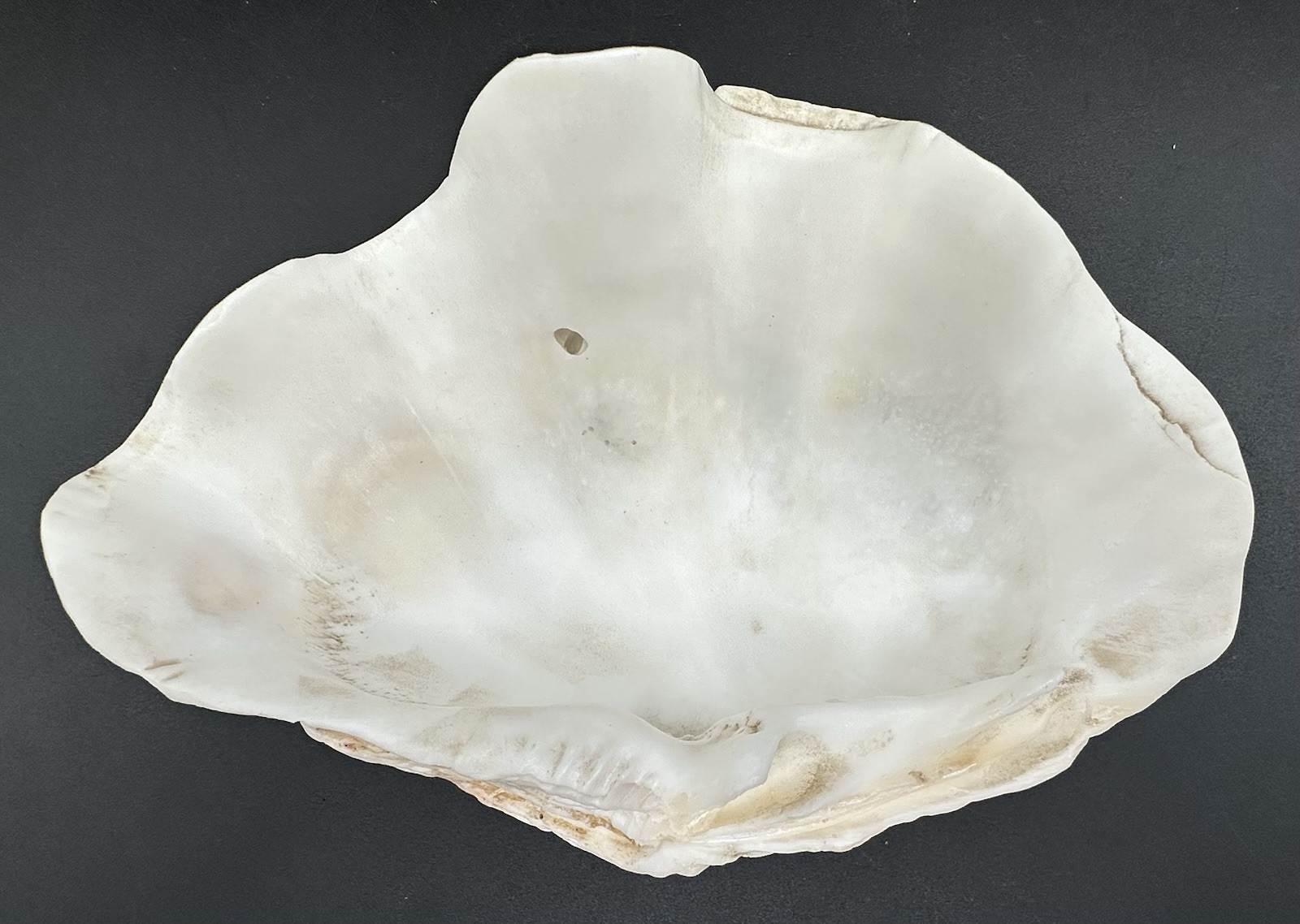 Giant Clam Sea Shell Tridacna Gigas 8 by 5 1/4 Inch Scalloped Natural 610 Grams