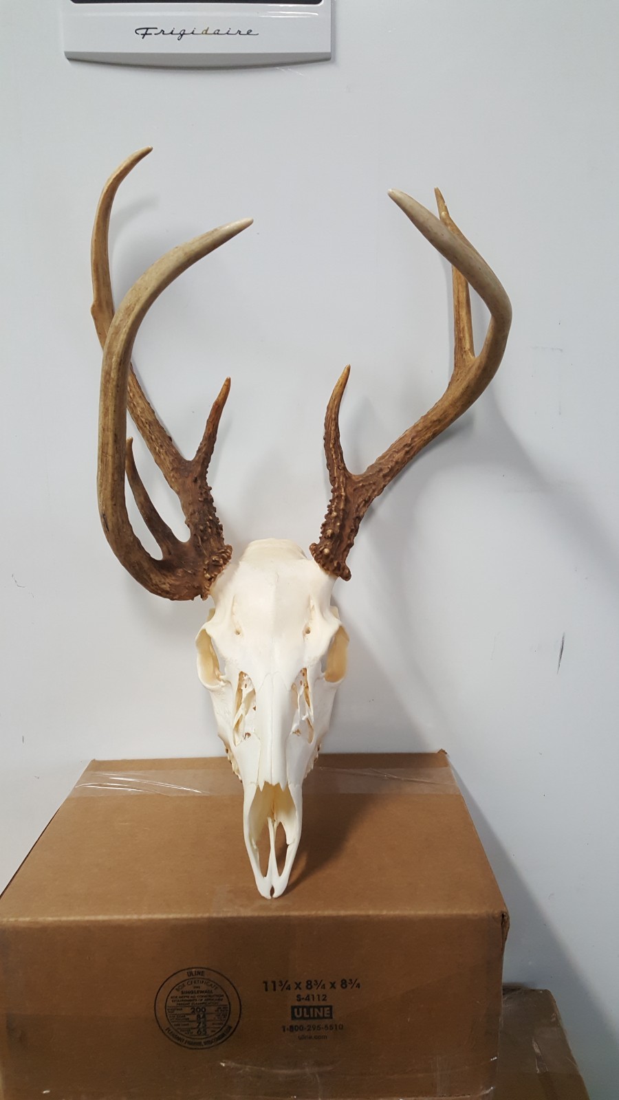 Double Main Beam WHITETAIL DEER RACK FULL SKULL mule elk shed antlers taxidermy