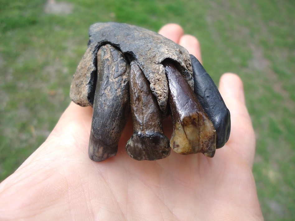 ONE OF A KIND TAPIR PREMAXILLA w/ TEETH FLORIDA FOSSIL ICE AGE EXTINCT JAW SKULL