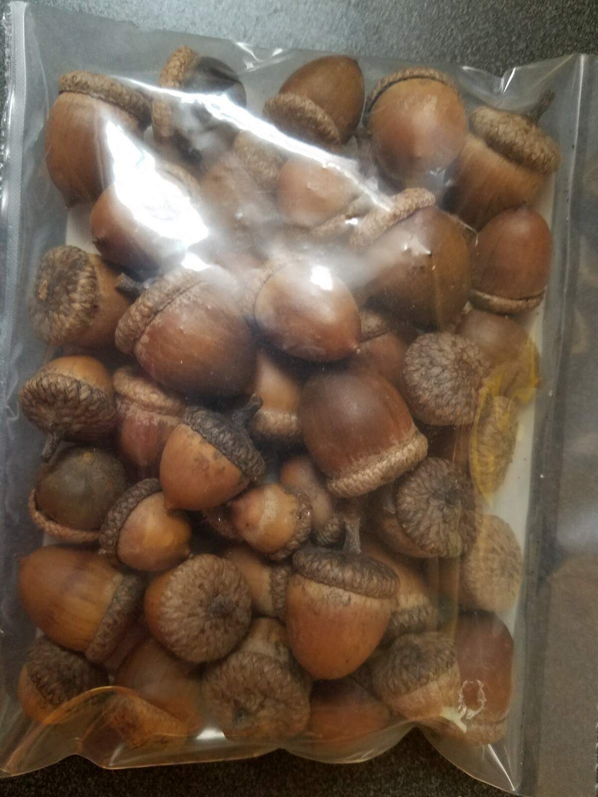 From the Ozarks, 40+ dried acorns WITH caps for crafts, Natural buffed finish
