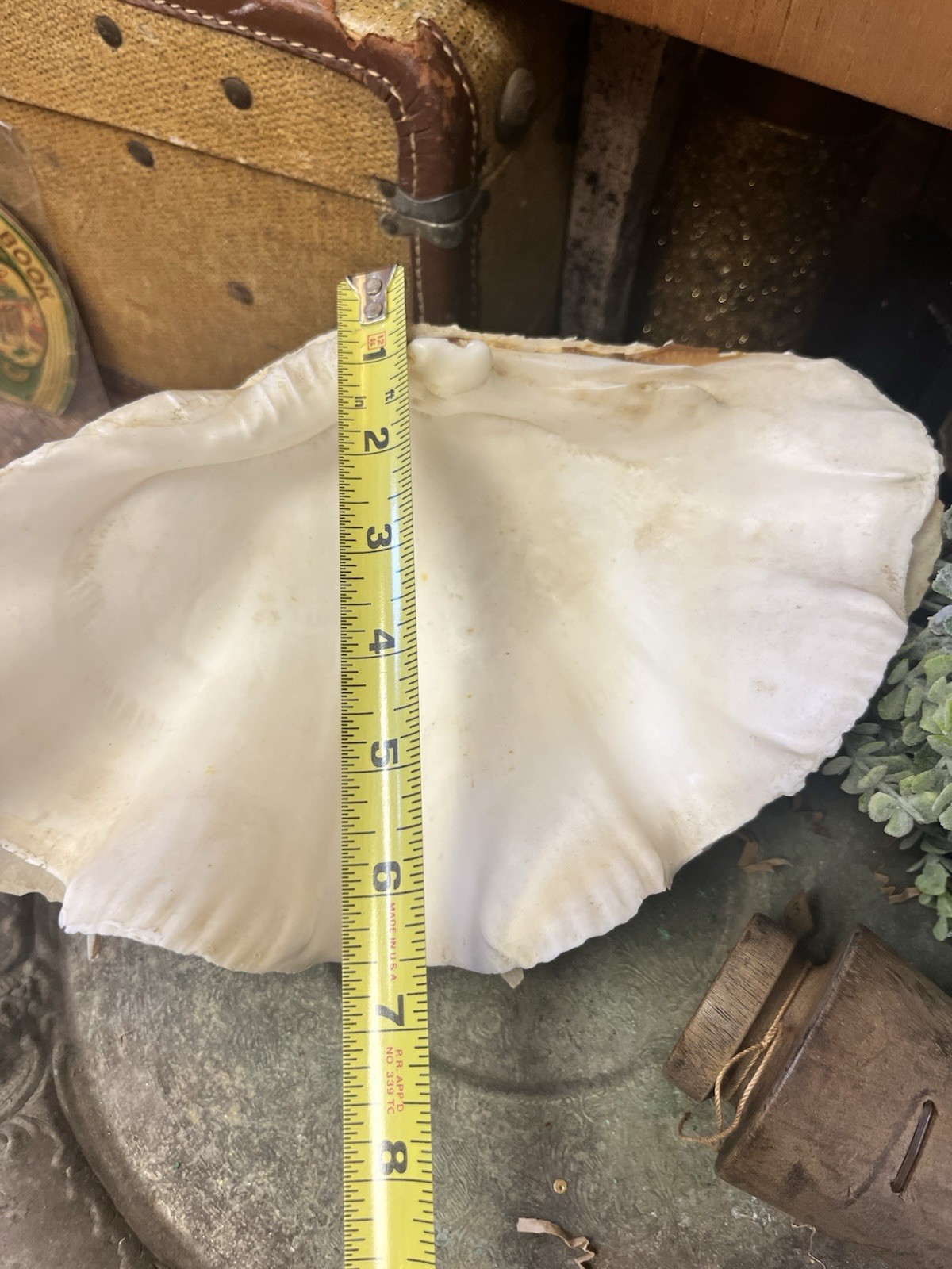 NATURAL REAL GIANT 10” CLAM SHELL SEA SHELL OCEAN SEA Tridacna Gigas