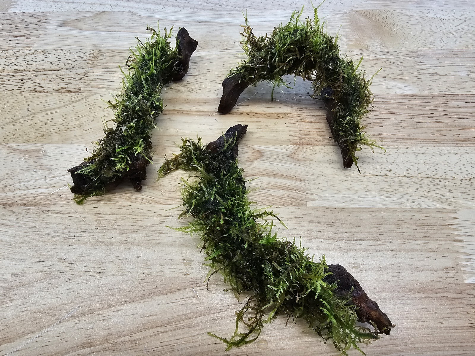 Moss On DriftWood Live Aquarium Plants