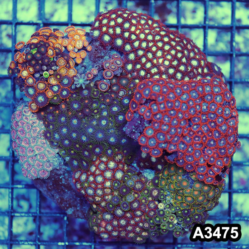 Item#A3475RW3475(L) WYSIWYG Indo Ultra Zoanthid Mini Reef Combo Rock