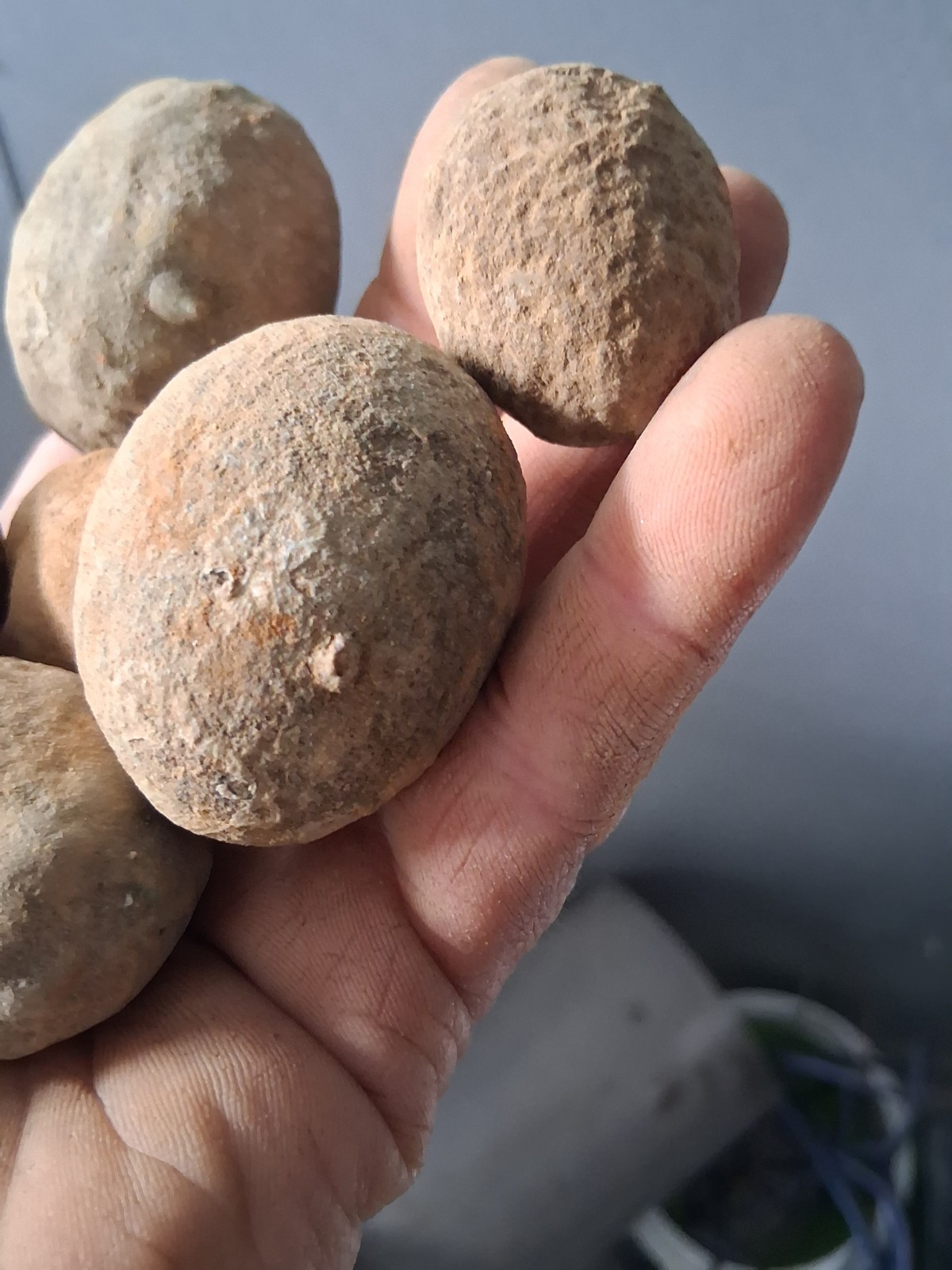 6 Unprepared Crab Fossil Concretions(small) Washington State Megakos Macrospinus