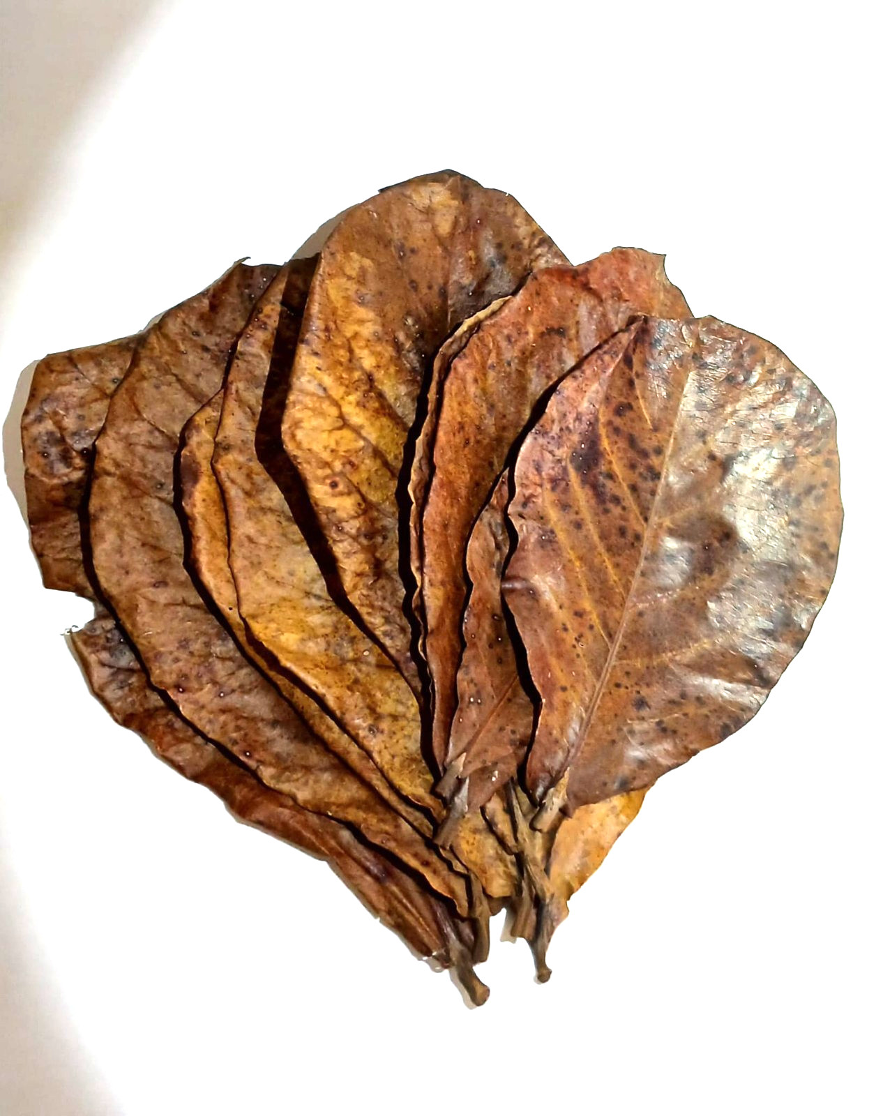 Cattapa Indian Almond Leaves from Caribbean 40 dry leaves