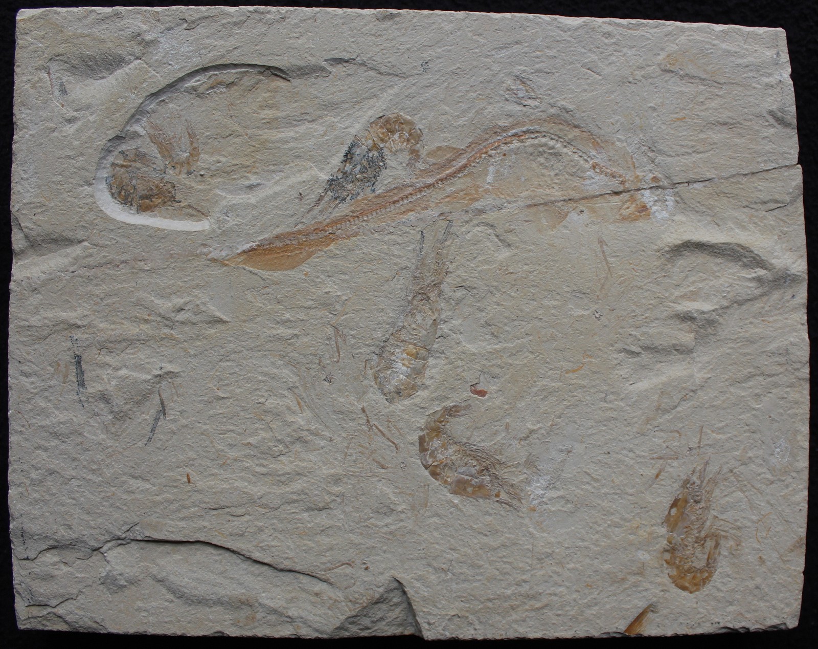 Shark Plate - Budget Specimen with 6 Shrimps - Cretaceous Fossils Lebanon