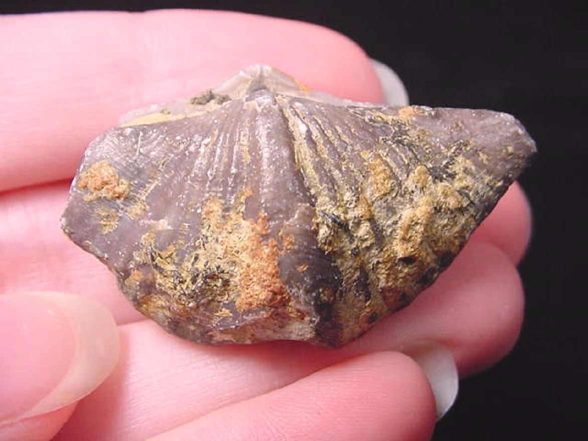 (F-530-d) fossil Bivalve sea shell specimen Liaoning, China fossils shells