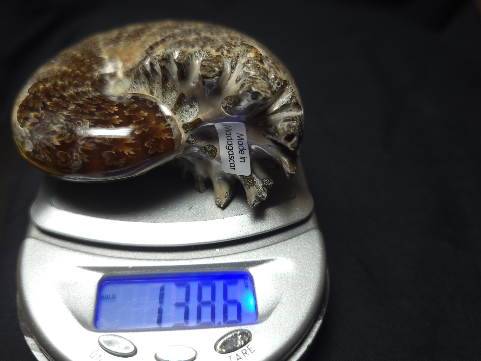 Ammonite Phylloceras Fossil from Madagascar 2.5" (138.6 gr.)