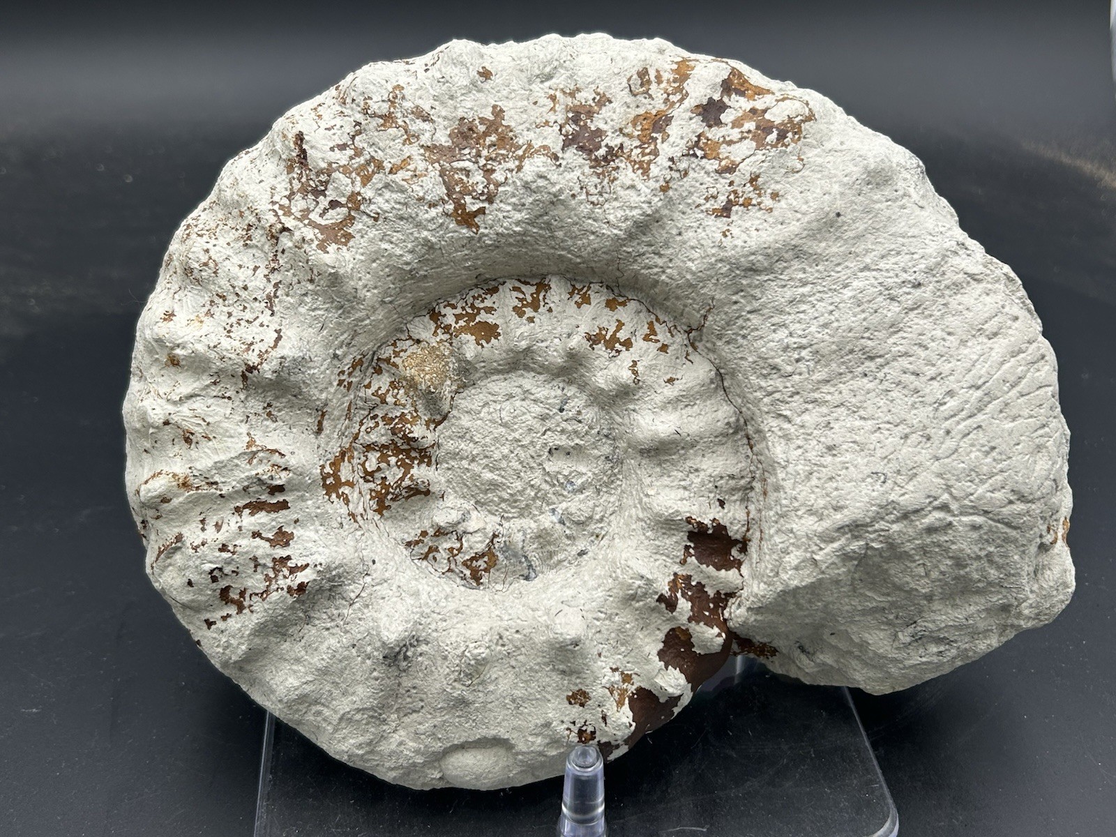 NICE 9.5” Dinosaur Age Mortoniceras Sp. Texas Fossil Ammonite! Both Sides Great!