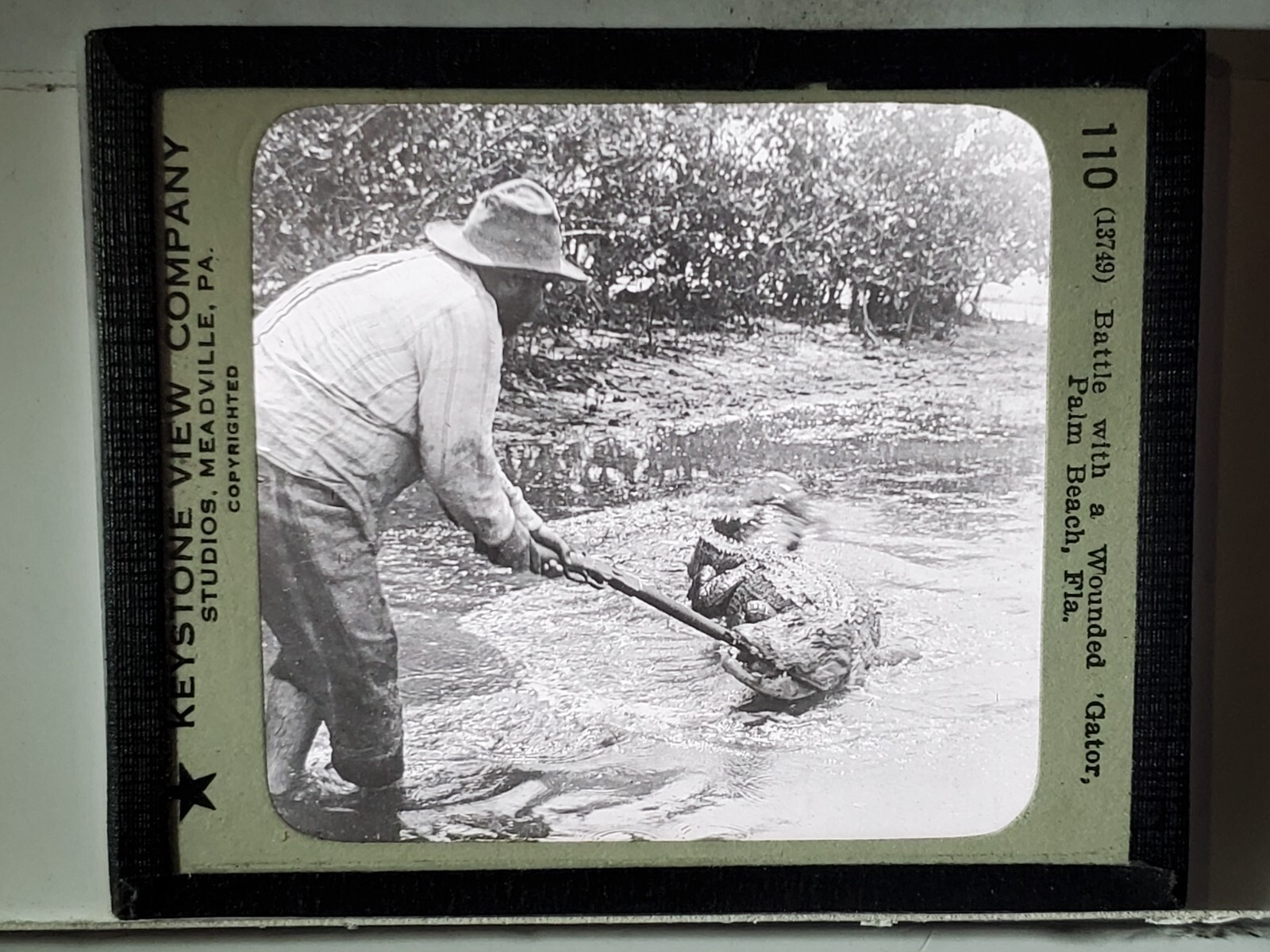 Battle With Wounded Alligator, Palm Beach, Florida, Magic Lantern Glass Slide