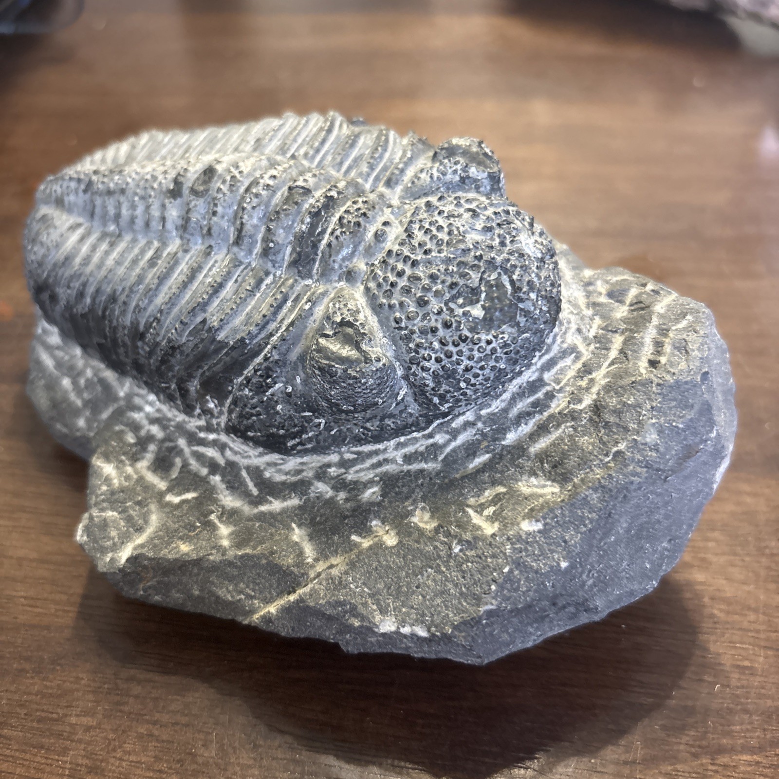 Trilobite In Matrix Paleozoic Fossil 300 Million Yrs Large
