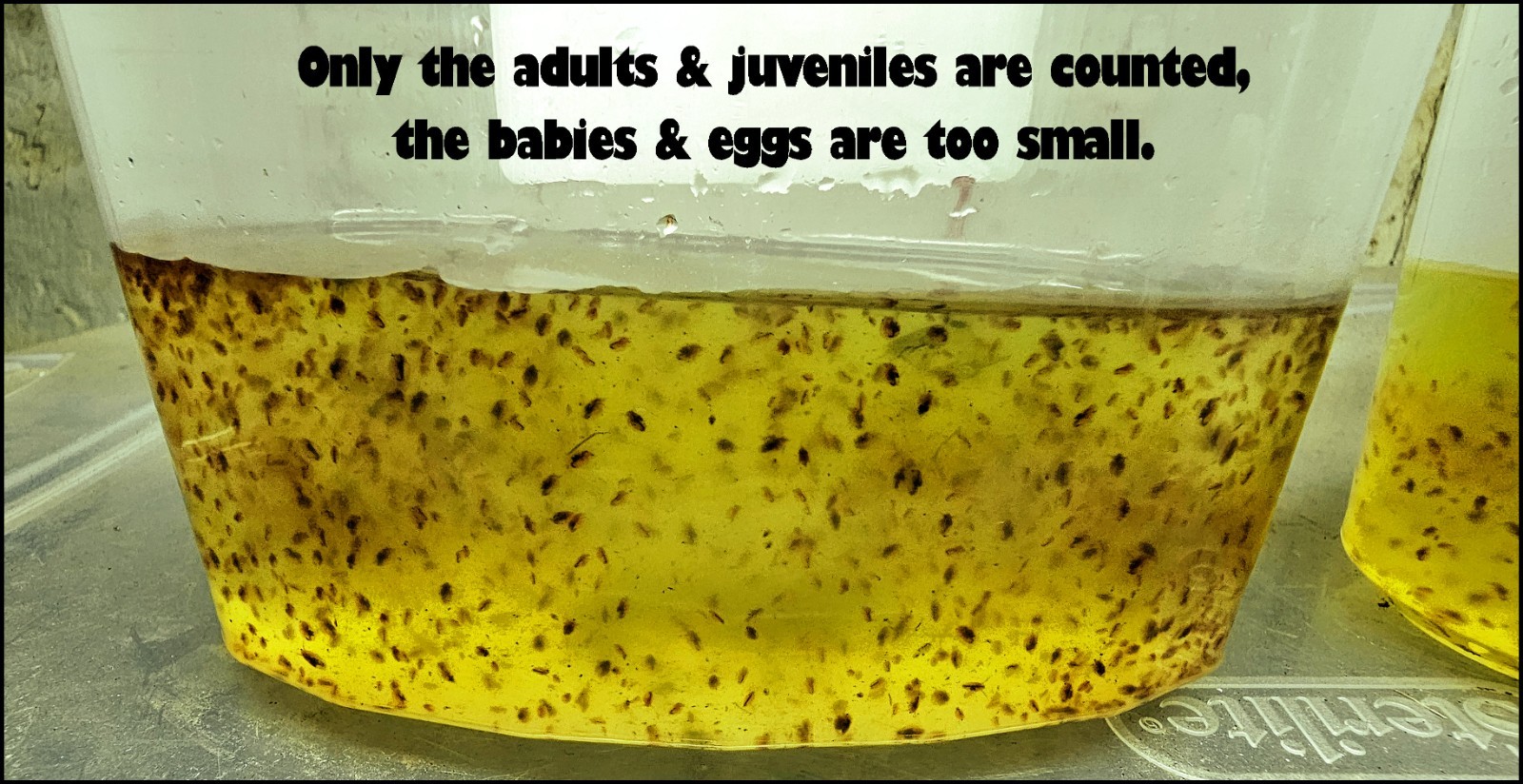 (Buy 2 Get 1 FREE) 500+ Live Daphnia Magna 500+ (FREE SHIPPING)