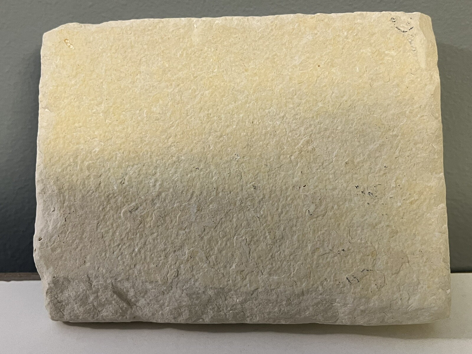 Fossil Fish Eocene Period - Green River Formation Kemmerer Wyoming Double Fossil