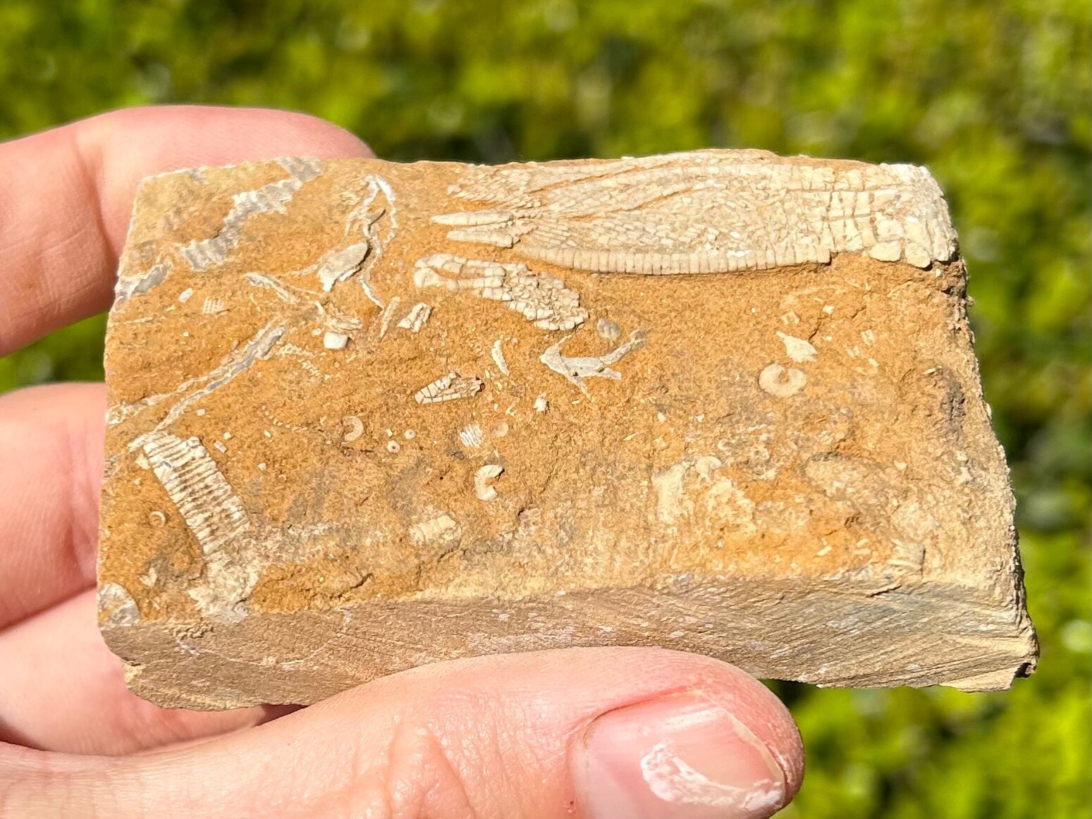 DOUBLE Fossil Crinoids in Matrix Phanocrinus Aphelecrinus Alabama Bangor Fm