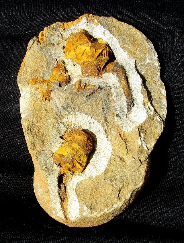 VERY COLORFUL PAIR OF RARE GLYPTOCYSTIS CYSTOID FOSSILS - EXTREMELY DETAILED!