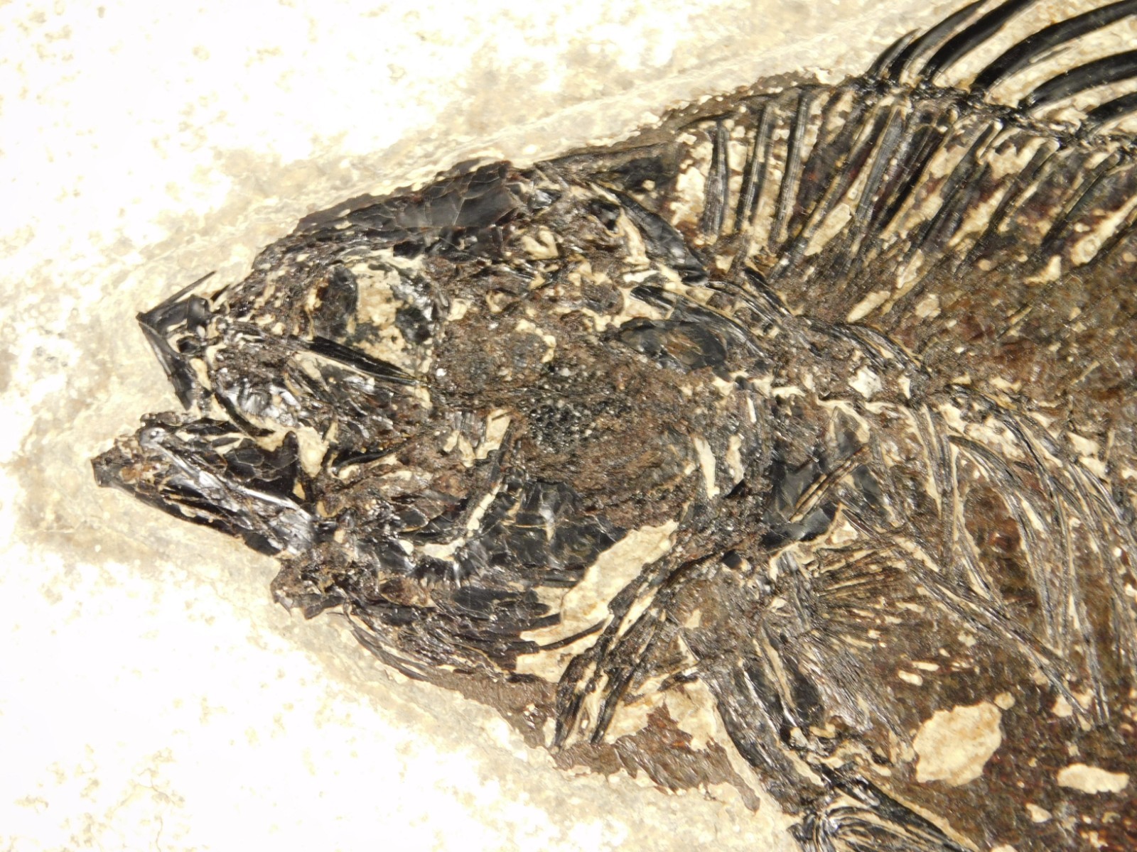 Two! SPECIES Rare Priscacara FISH Fossil and Diplomystus On HUGE Matrix Wyoming