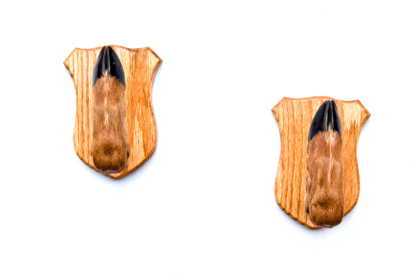 Taxidermy Deer Hoof Foot Feet Gun Rack on Oak Plaques Gunrack