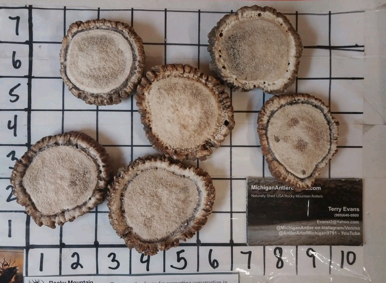 1 BROWN #1 ELK ANTLER CROWNS ROSETTES BURR NATIVE CRAFTS 2.5 to 3 Inch