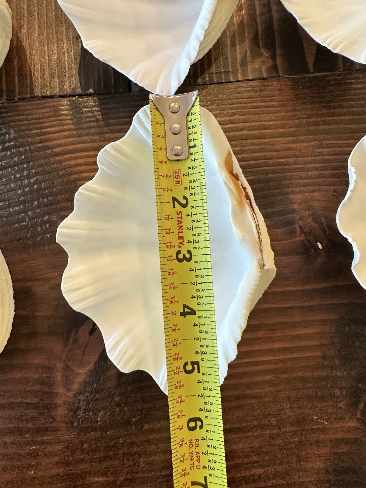 Set Of 6 TRIDACNA GIGAS(?) Clam Sea Shells Half 6” x 4” BEAR PAW Nautical Ocean