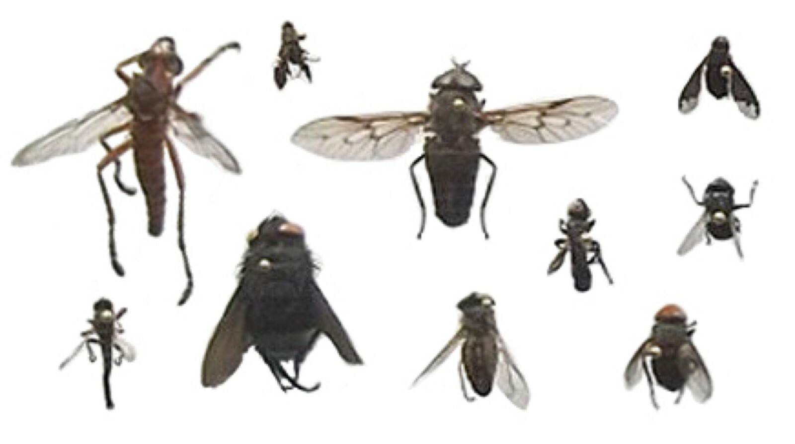 Pinned USA Insect Specimens for Entomology Class Dead Bug Collection Identified!