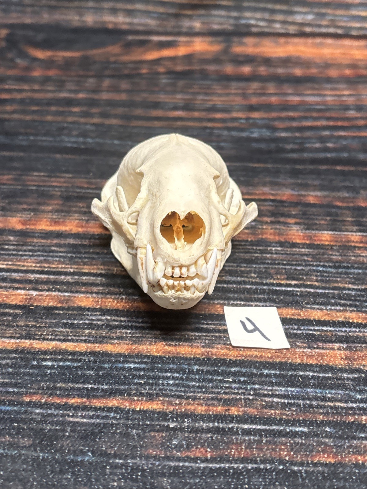 Real XL Badger Skull Unique Gift Halloween Craft Animal Mount Art Model Head Odd